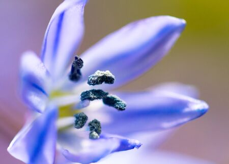 Closeup of pollen on blue stamen from scilla flower in northeast, USAの写真素材