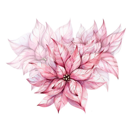 Christmas watercolor Red poinsettia bouquet. Winter flower. New year composition. December natureのイラスト素材