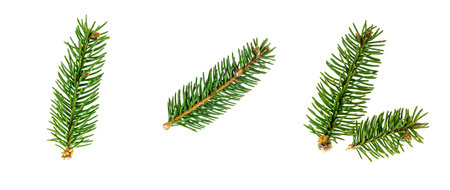 Top view of green fir tree spruce branch with needles set isolated on white background.