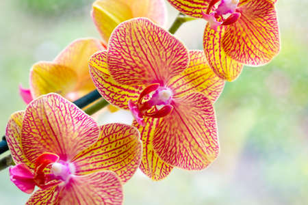 Beautiful tropical exotic branch with pink and yellow Moth Phalaenopsis Orchid flowers in spring in the forest on light backgroundの写真素材