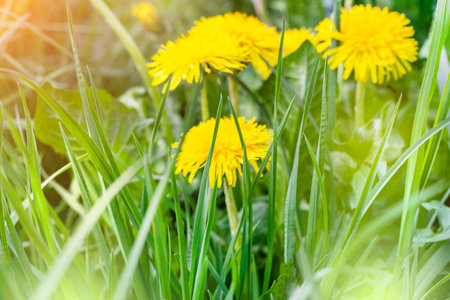 Bright yellow and orange dandelion flower plants on green spring field background.の写真素材