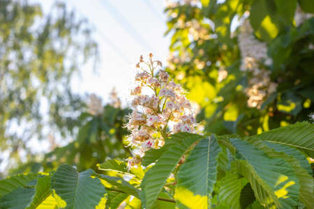 White horse-chestnut (Conker tree, Aesculus hippocastanum) blossoming flowers on branch with green leaves backgroundの写真素材
