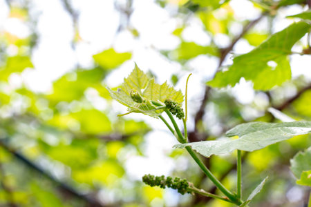 Fresh young green growing grape leaves in a vineyard garden in spring and summerの写真素材