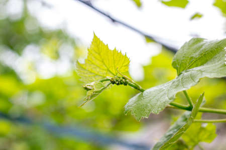 Fresh young green growing grape leaves in a vineyard garden in spring and summerの写真素材