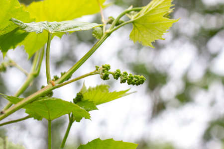 Fresh young green growing grape leaves in a vineyard garden in spring and summerの写真素材
