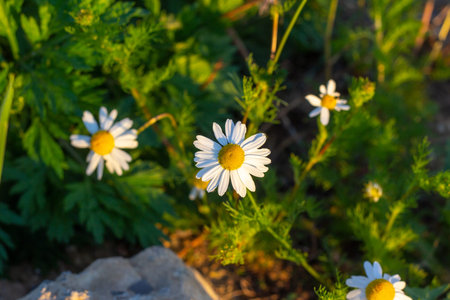 Blossoming wild white and yellow camomile flowers on green leaves and grass background in summerの写真素材