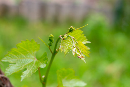 Fresh young green growing grape leaves in a vineyard garden in spring and summer