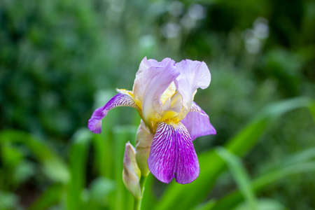 Purple, white, blue and violet blooming Iris xiphium (Bulbous iris, sibirica) on green leaves ang grass background in the garden in spring and summerの写真素材