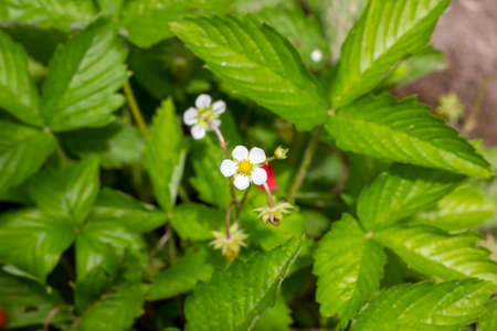 White blooming strawberry flowers on green leaves background in the gardenの写真素材