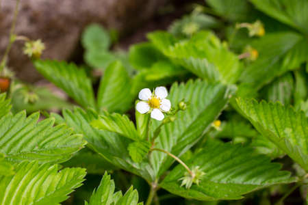 White blooming strawberry flowers on green leaves background in the gardenの写真素材