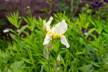 White and light yellow blooming Irises xiphium (Bulbous iris, sibirica) on green leaves ang grass background in the garden in spring and summerの写真素材