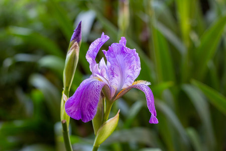Bright purple, white, blue and violet blooming Iris xiphium (Bulbous iris, sibirica) on green leaves...