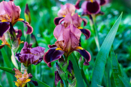 Dark blooming Irises xiphium (Bulbous iris, sibirica) on green leaves ang grass background in the garden in spring and summer.の写真素材