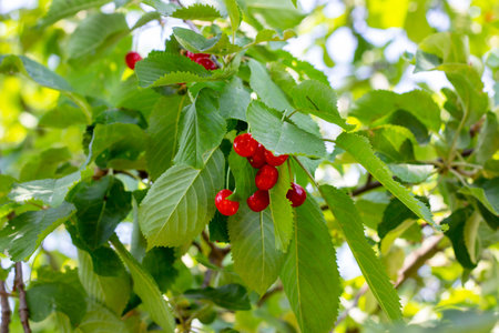 Red ripening berries on a sweet cherry tree branch in the garden in spring and summer on leaves...