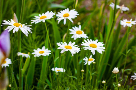 Blossoming wild white and yellow camomile flowers on green leaves and grass meadow background in summerの写真素材