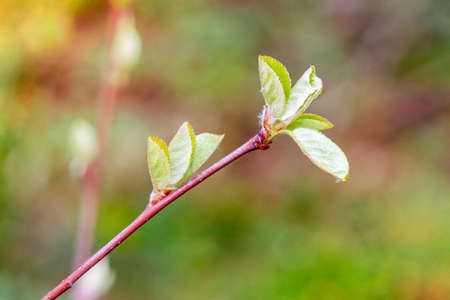 Tree branch with green leaves on light bokeh background in spring.の写真素材