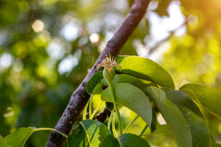 Green pear ripens on a tree branch in the garden in spring and summer on leaves background.の写真素材