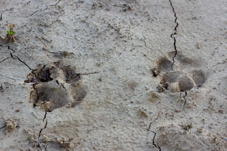 The footprints of dogs on dry mud background.の写真素材