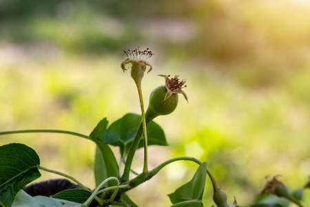 Green pear ripens on a tree branch in the garden in spring and summer on leaves background.の写真素材