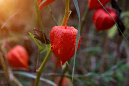 Red Chinese lantern (Physalis franchetii) plant in the forest. Branch of physalis on bright background.の写真素材
