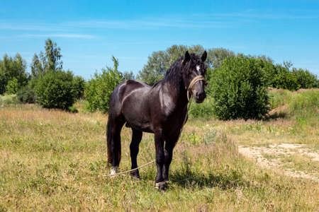 Brown and black horse standing on yellow and green grass background against the blue sky.の写真素材