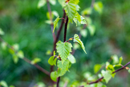 Close up of new bright green leaves grow from the small fresh buds on the young tree brunch in the garden in spring season.の写真素材