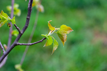 Close up of new bright green leaves grow from the small fresh buds on the young tree brunch in the...