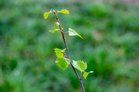 Close up of new bright green leaves grow from the small fresh buds on the young tree brunch in the garden in spring seasonの写真素材