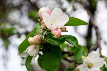 Fresh white and pink apple tree flowers blossom on green leaves background in the garden in springの写真素材