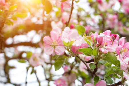Fresh white and pink apple tree flowers blossom on green leaves background in the garden in spring.の写真素材