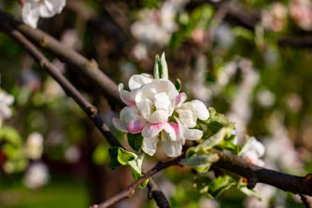 Fresh white and pink apple tree flowers blossom on green leaves background in the garden in spring.の写真素材