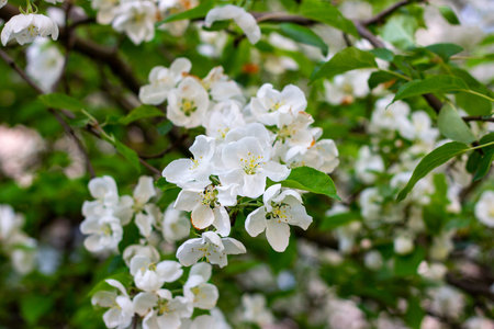 Fresh white and pink apple tree flowers blossom on green leaves background in the garden in spring.