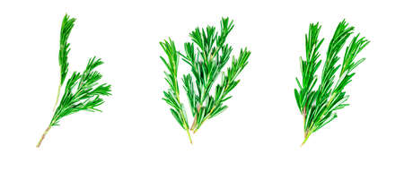 Isolated top view flat lay fresh green rosemary leaves, twigs and branches set collection on white backgroundの写真素材