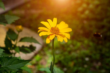 Heliopsis (False Sunflower) flower blossom with green leaves in the garden in spring and summer season.の写真素材