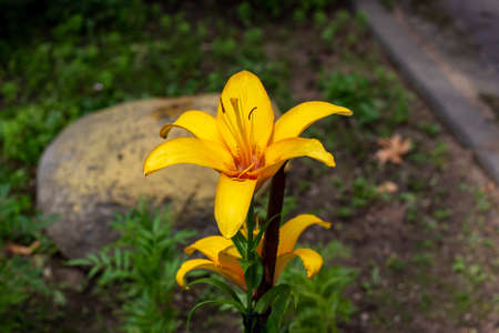 Bright orange lilly flower on green leaves in the garden in spring and summer.の写真素材