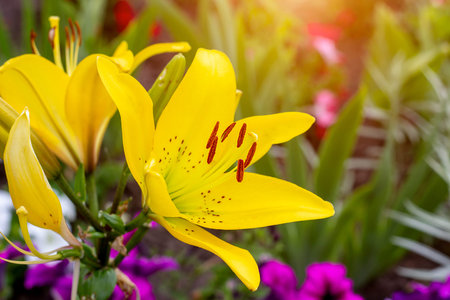 Bright yellow lilly flower on green leaves in the garden in spring and summer.の写真素材