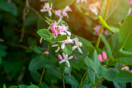 Bright white and pink  decorative Japanese Honeysuckle (Lonicera caprifolium) flowers blossom in spring in the garden with green leaves background.の写真素材