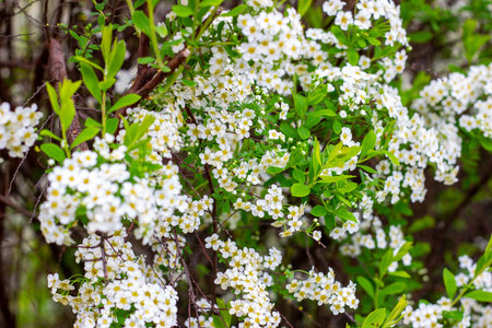 Beautiful white blooming flowering shrub Vanhoutte Spirea or Bridal Wreath (Spiraea Vanhouttei)...