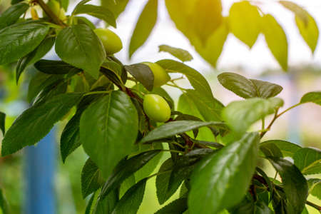 Green plum ripen on a tree branch in the garden in spring and summer on leaves background.の写真素材