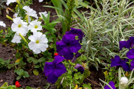 Bright colorful petunia flowers flowerbed with green leaves blossoms in the garden in spring and summer season.の写真素材