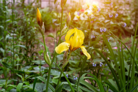 Light yellow blooming Irises xiphium (Bulbous iris, sibirica) on green leaves ang grass background in the garden in spring and summer.の写真素材