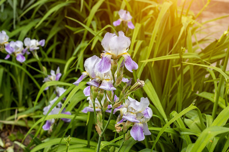 Bright purple, white, blue and violet blooming Iris xiphium (Bulbous iris, sibirica) on green leaves...