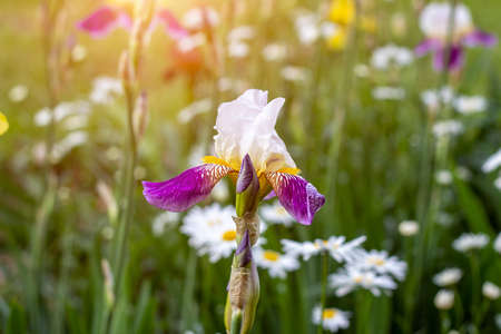 Bright purple, white, blue and violet blooming Iris xiphium (Bulbous iris, sibirica) on green leaves ang grass background in the garden in spring and summerの写真素材