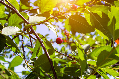 Red ripening berries on a sweet cherry tree branch in the garden in spring and summer on leaves...