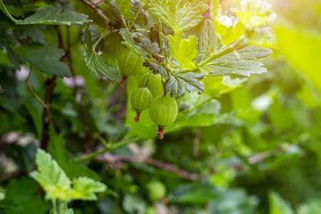 Fresh green gooseberry ripens with leaves on a branch of a bush in the garden in summer.の写真素材