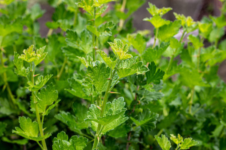 Fresh green gooseberry twigs with leaves on a branch of a bush in the garden in summer.