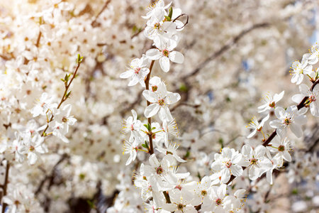 Fresh bright white flowers of blossoming asian cherry in the garden in spring close up.