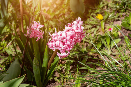 Bright pink hyacinth (Hyacinthus) flower blooming in the spring on green leaves background in the...
