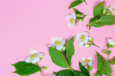 Top view of bright fresh white jasmine flowers with green leaves on pink background as a frame with...