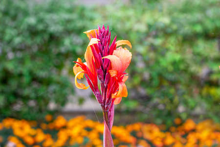 Fresh bright red and orange Canna Lily flowers in the garden on green grass background in summer.の写真素材